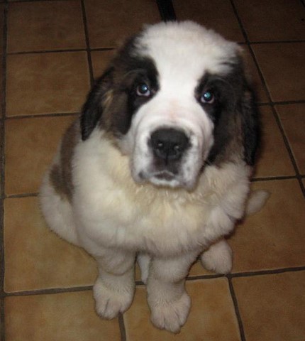 Oxana vom Siedlerhof