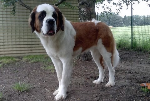 Licia des Montagnes Ensablées