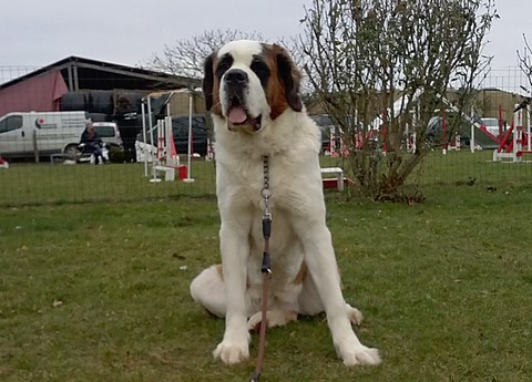 Licia des Montagnes Ensablées