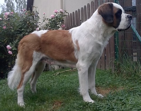 Licia des Montagnes Ensablées