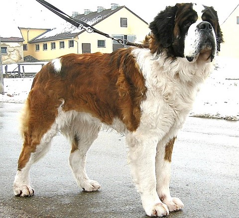 Carlo von den Donauauen