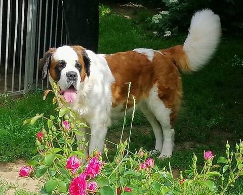 Licia des Montagnes Ensablées