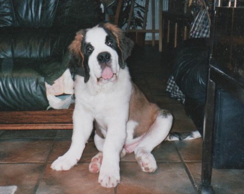 Dante vom-Illtal 3 M.