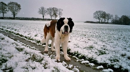 Dante vom-Illtal 2 Jahre alt