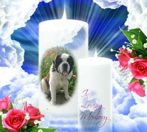 R.I.P Dante vom-Illtal