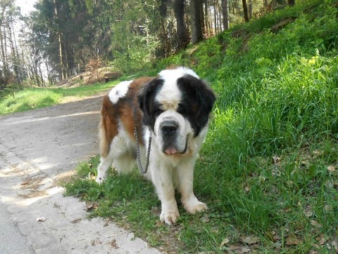 Dante vom-Illtal 9½ Jahre