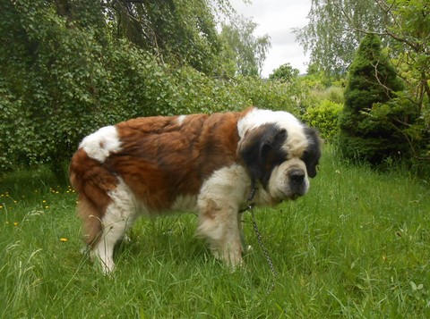 Dante vom-Illtal  bald 10 Jahre alt