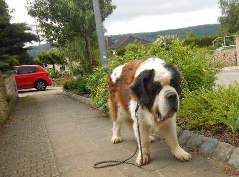 Dante vom-Illtal bald 10 Jahre