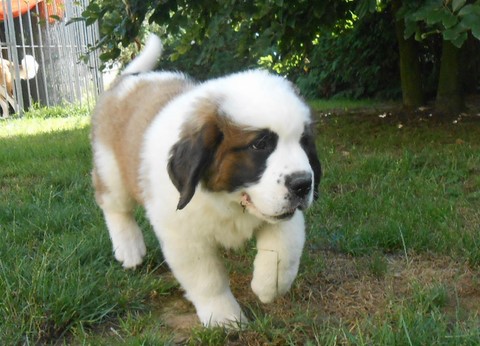 Licia des Montagnes Ensablées