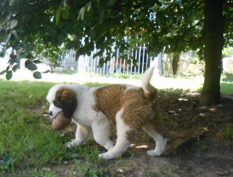 Licia des Montagnes Ensablées