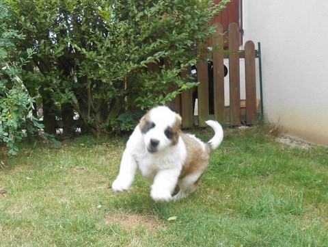 Licia des Montagnes Ensablées