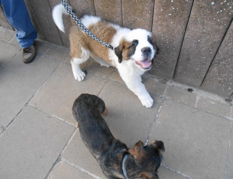 Licia des Montagnes Ensablées