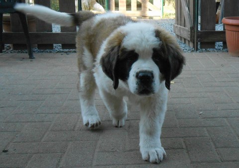 Licia des Montagnes Ensablées