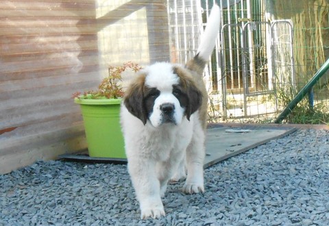 Licia des Montagnes Ensablées