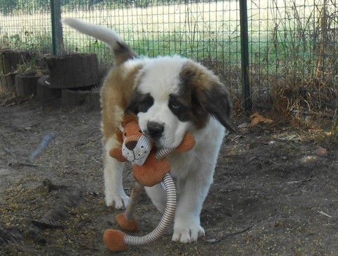 Licia des Montagnes Ensablées