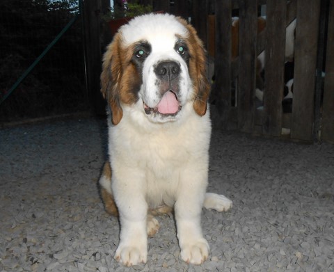 Licia des Montagnes Ensablées