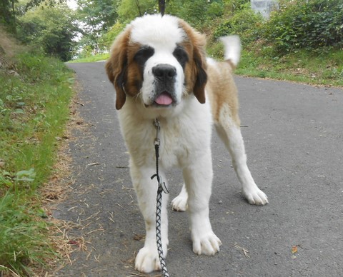 Licia des Montagnes Ensablées