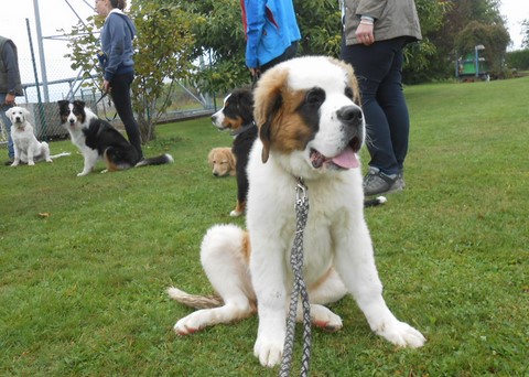 Licia des Montagnes Ensablées