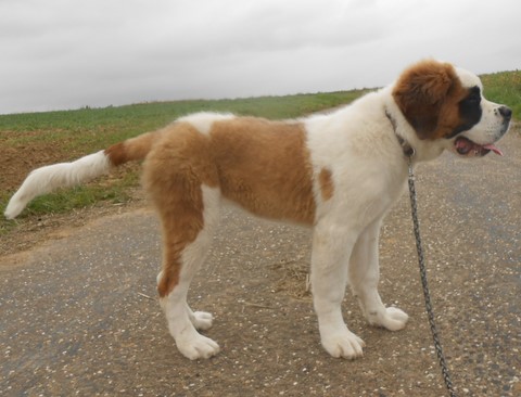 Licia des Montagnes Ensablées