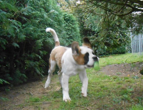 Licia des Montagnes Ensablées