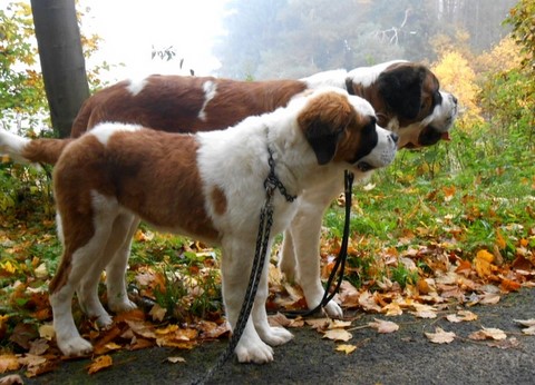 Licia des Montagnes Ensablées