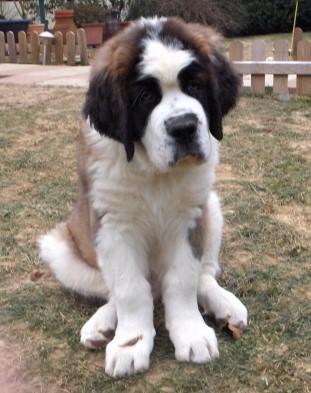 Gizmo vom-Illtal  3 mois