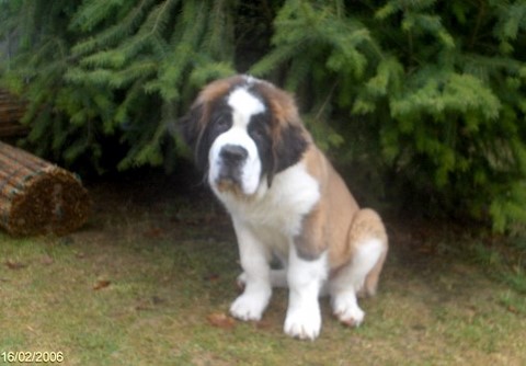 Gizmo vom Illtal  3½ M.