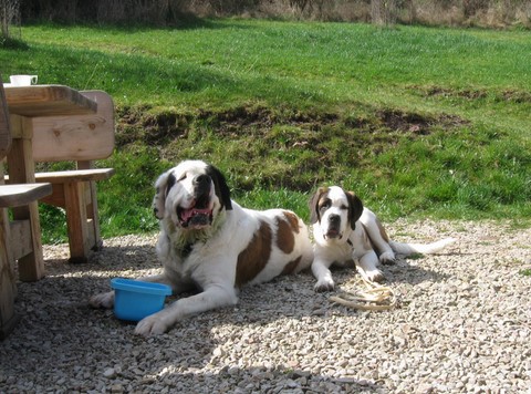 06.04.14 Spaziergang mit Bernhardinerklub