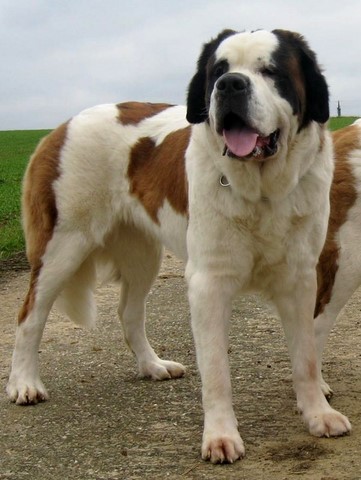 Xionara Vaya v.`t Beukeböschke