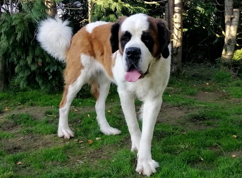 Licia des Montagnes Ensablées