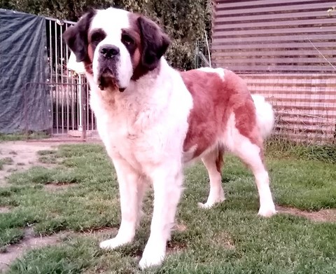 Licia des Montagnes Ensablées