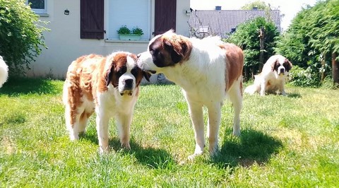 Mayerling & Rhapsody