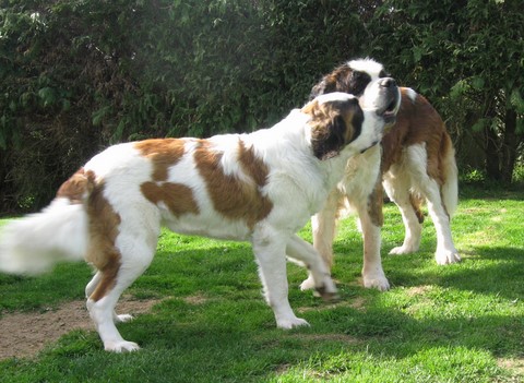Oxana & Gizmo