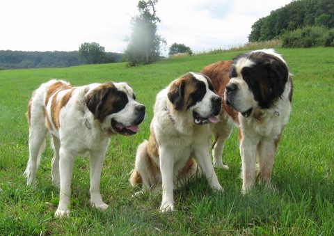Oxana, Ursina & Gizmo