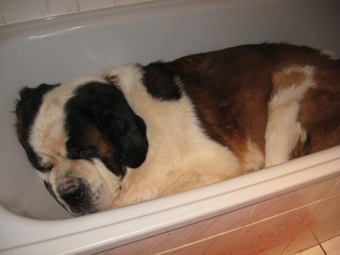 Dante vom-Illtal im Badewanne  / dans la baignoire