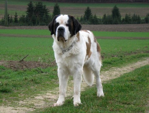 Xionara Vaya v.`t Beukeböschke