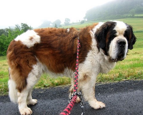 Dante vom-Illtal 9 Jahre