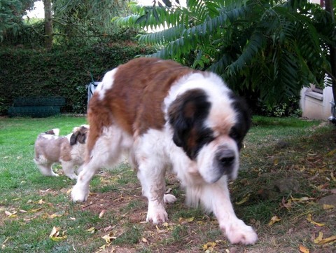 Dante vom-Illtal mit Welpen