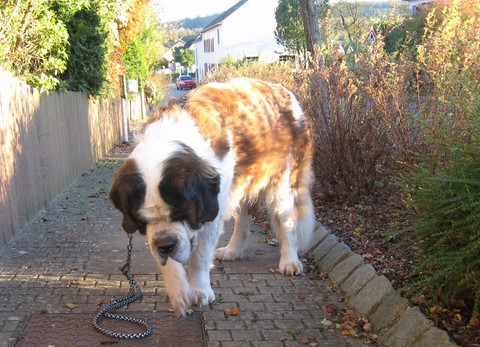 Dante vom-Illtal 9 Jahre alt