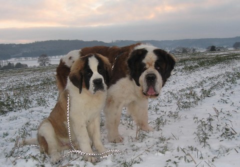 Dante vom-Illtal mit Baby Jayant vom Haselrecht