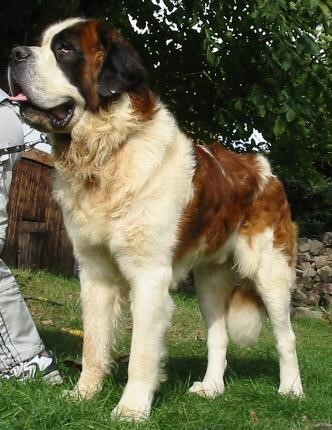 Kiron vom Baronenschloss