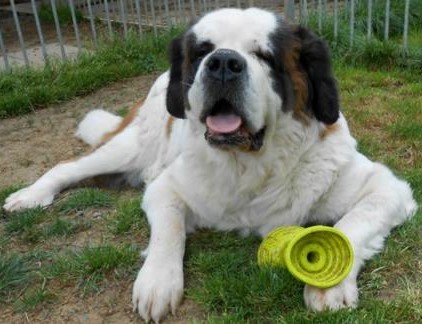 Xionara Vaya v.`t Beukeböschke