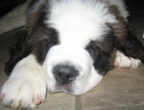 Oxana vom Siedlerhof