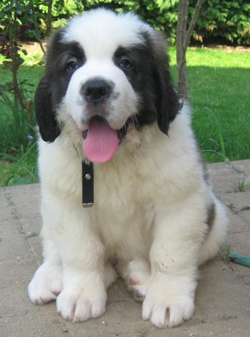 Oxana vom Siedlerhof