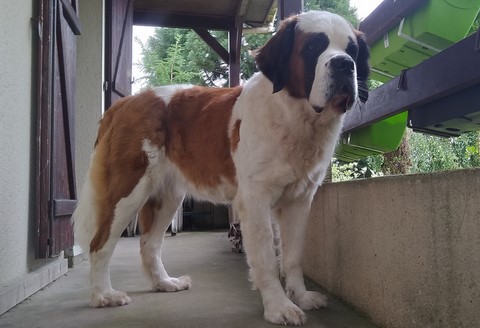 Licia des Montagnes Ensablées