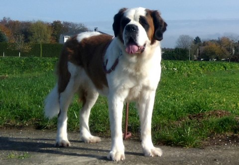 Licia des Montagnes Ensablées