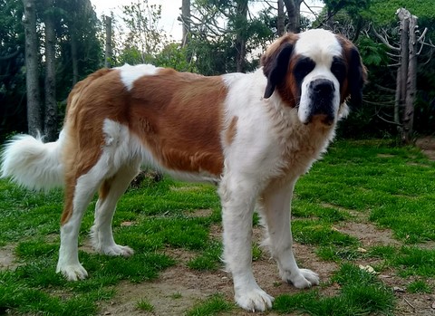 Licia des Montagnes Ensablées