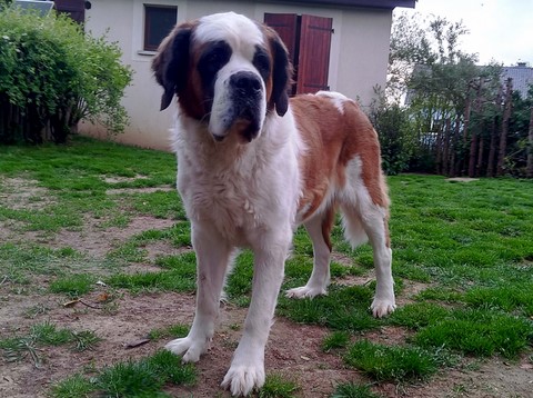 Licia des Montagnes Ensablées