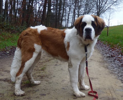 Licia des Montagnes Ensablées