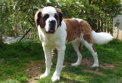 Licia des Montagnes Ensablées